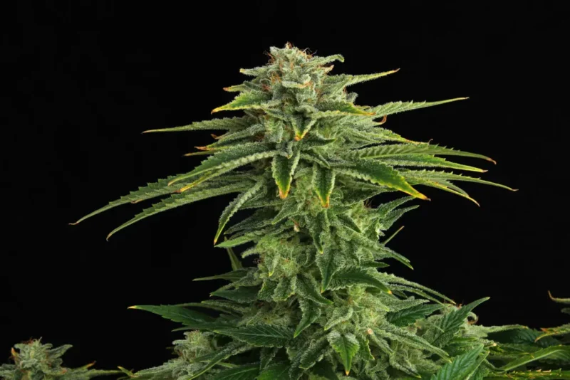Zkit Kandy Dream - Imagen 2