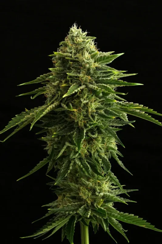Zkit Kandy Dream - Imagen 3