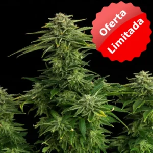 Zkit Kandy Dream Auto - Oferta Limitada