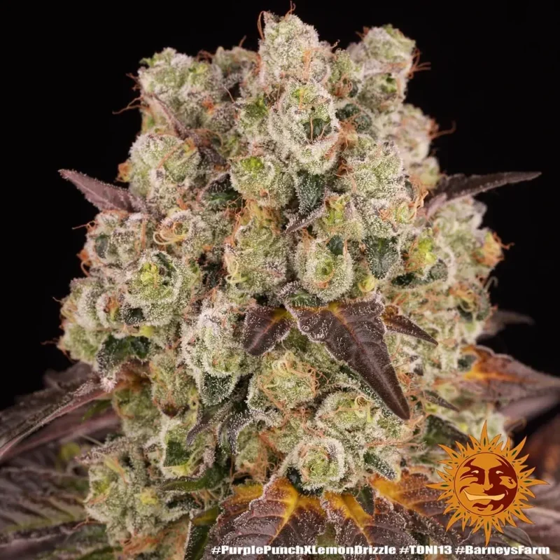 Purple Punch x Lemon Drizzle Strain - Imagen 3