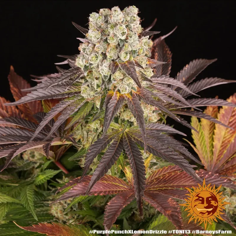 Purple Punch x Lemon Drizzle Strain