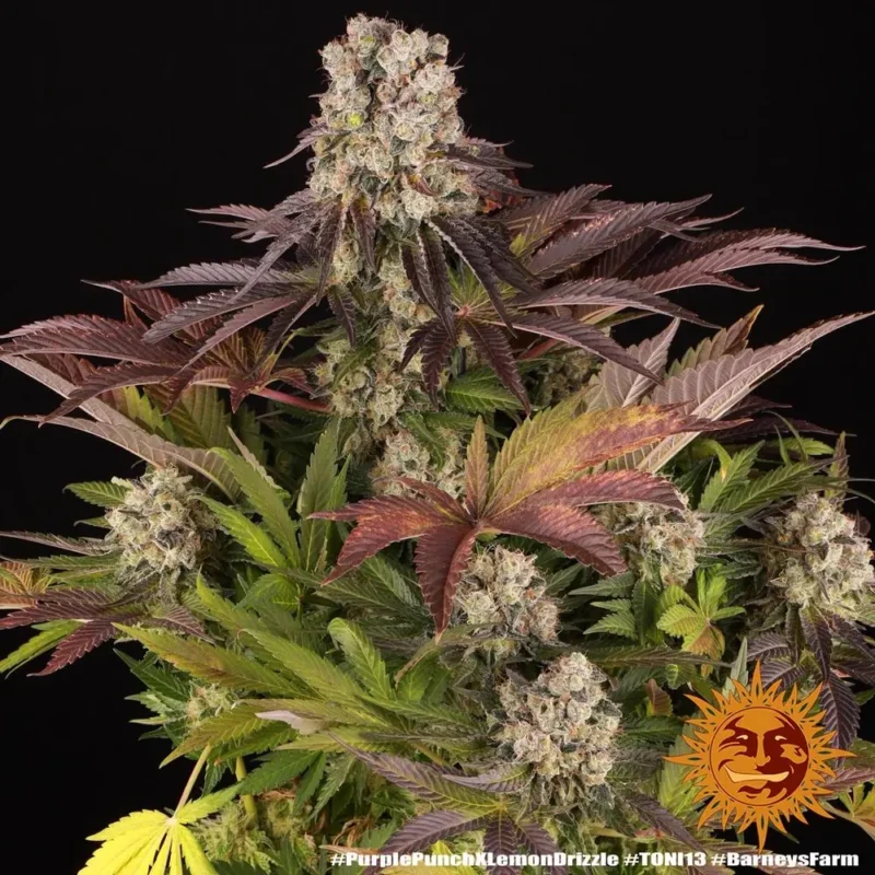 Purple Punch x Lemon Drizzle Strain - Imagen 2