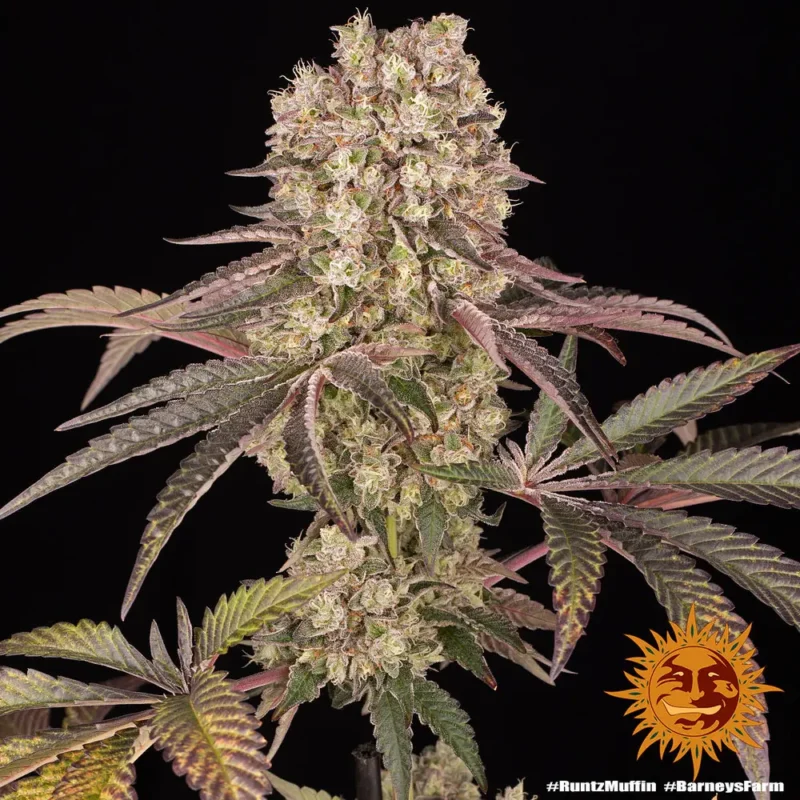 Runtz Muffin Strain