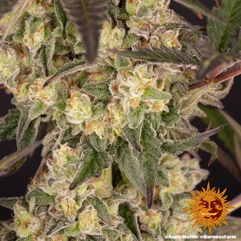 Runtz Muffin Strain - Imagen 2