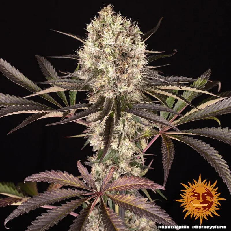 Runtz Muffin Strain - Imagen 3