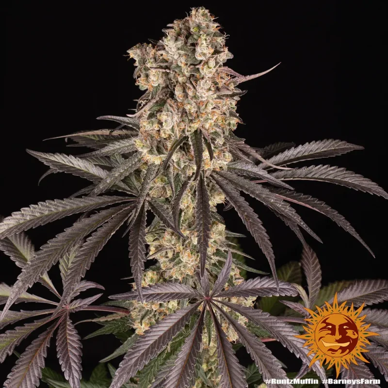 Runtz Muffin Strain - Imagen 4
