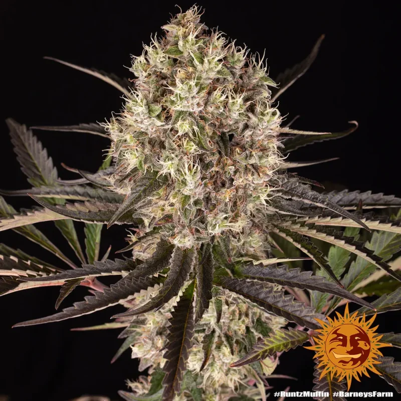 Runtz Muffin Strain - Imagen 5