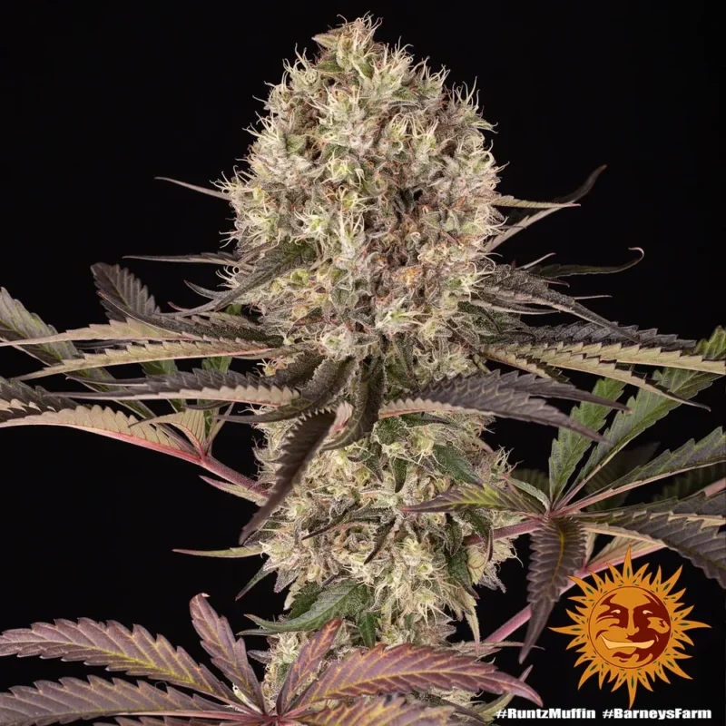 Runtz Muffin Strain - Imagen 6