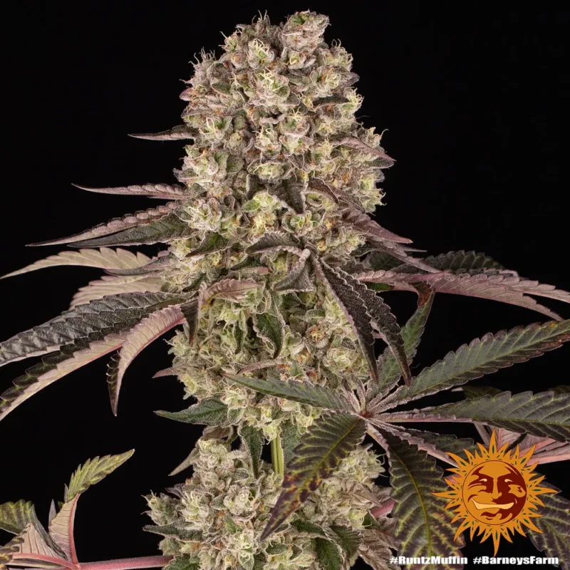 Runtz Muffin Strain - Imagen 7