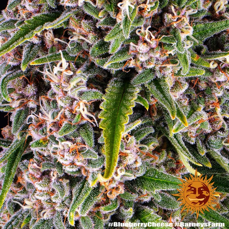 Blue Cheese Strain - Imagen 4