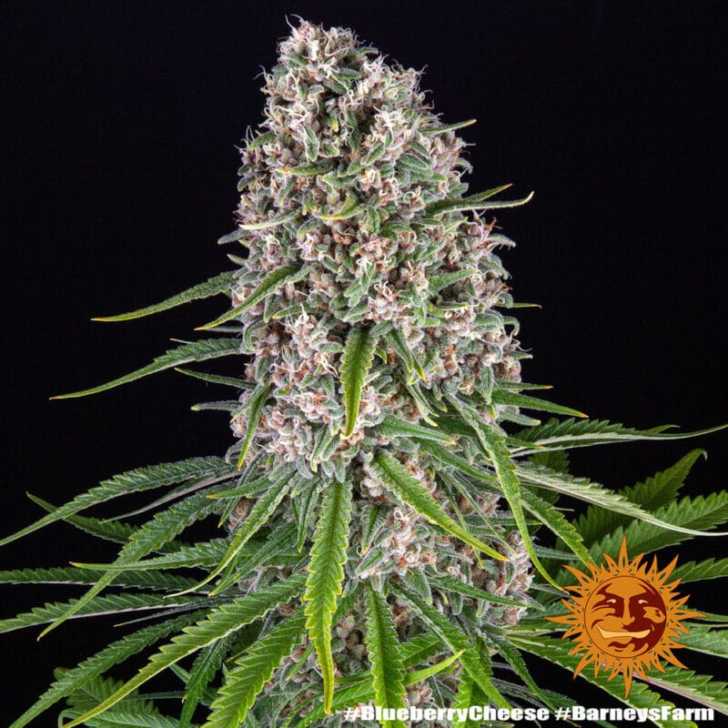 Blue Cheese Strain
