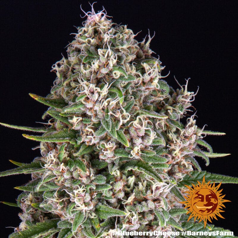Blue Cheese Strain - Imagen 5