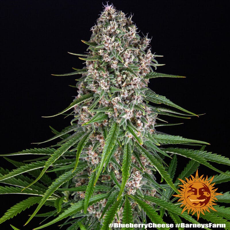 Blue Cheese Strain - Imagen 6