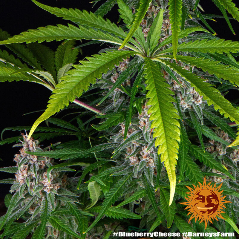 Blue Cheese Strain - Imagen 2