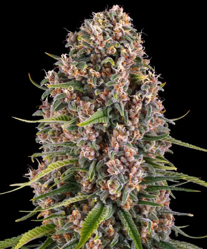 Blue Cheese Strain - Imagen 3