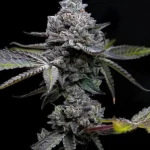 Apple Fritter Strain