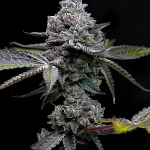 Apple Fritter Strain
