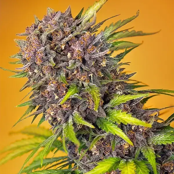 Diablo Rojo XL Auto - Imagen 2