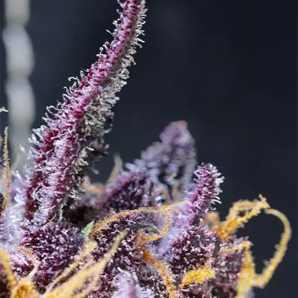 Diablo Rojo XL Auto - Imagen 3