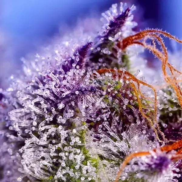 Diablo’s Delight XL Auto - Imagen 3