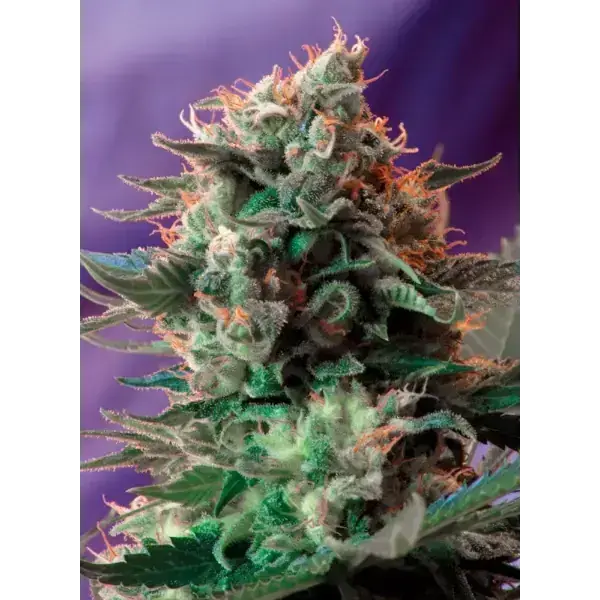 Jack 47 Fem - Imagen 2