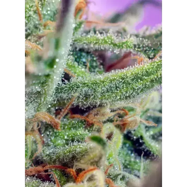 Jack 47 Fem - Imagen 3