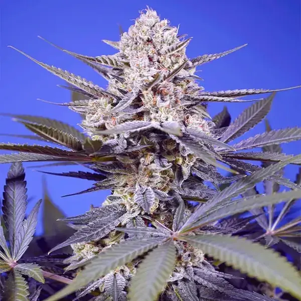 Pineapple Slush XL Auto - Imagen 2