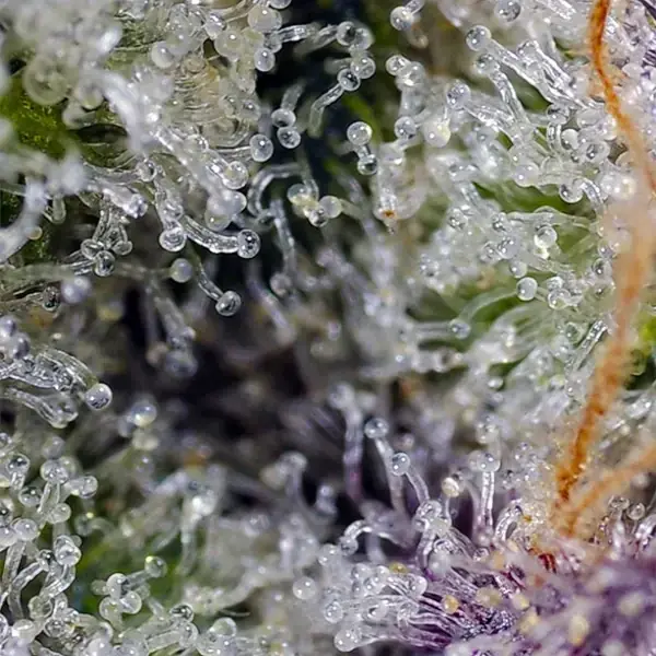 Pineapple Slush XL Auto - Imagen 3