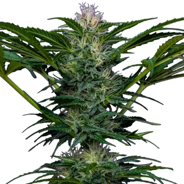 Rosa Andina - Imagen 3