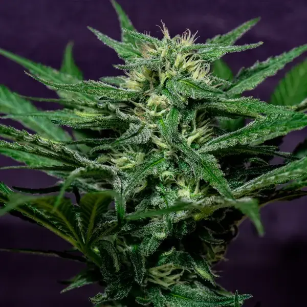 Rosa Andina - Imagen 2