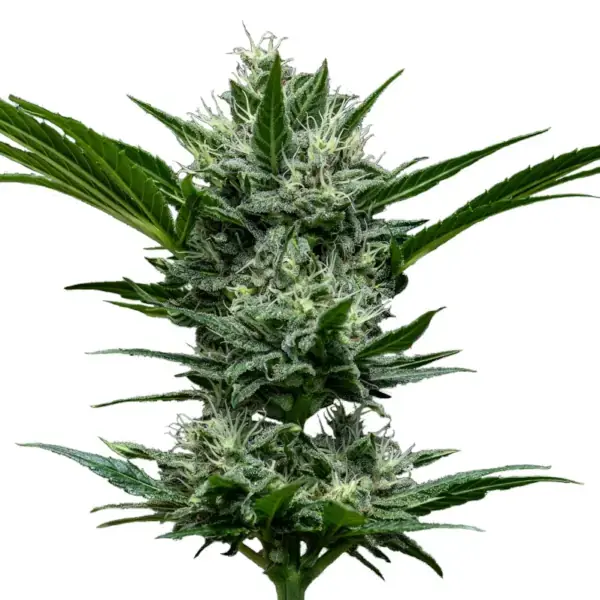 Sativa CBD - Imagen 4
