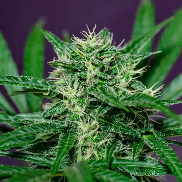 Sativa CBD - Imagen 3