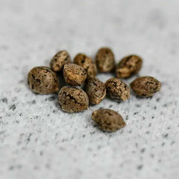 Sativa CBD - Imagen 2