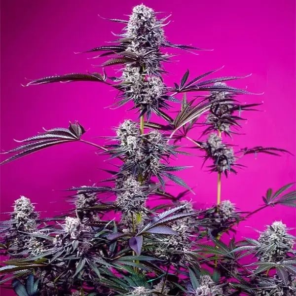 Studio 54 Stardust Auto - Imagen 2