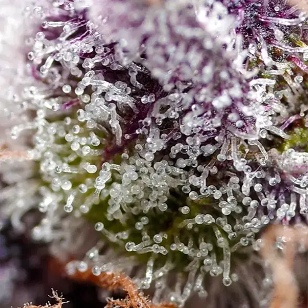 Studio 54 Stardust Auto - Imagen 3