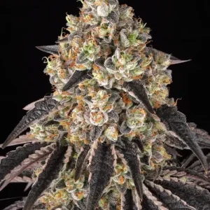 Black Cherry Gushers