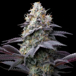 Bubblegum Gelato