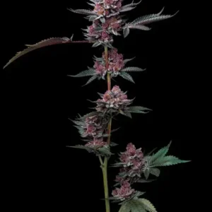 Cherry Poppers