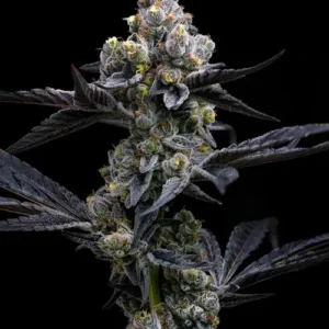 Garlic Cookies
