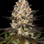 Hindu Kush