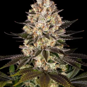 Hindu Kush