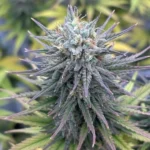 Insane Og