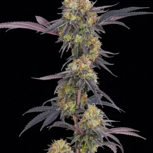 Tropicaba Cherry